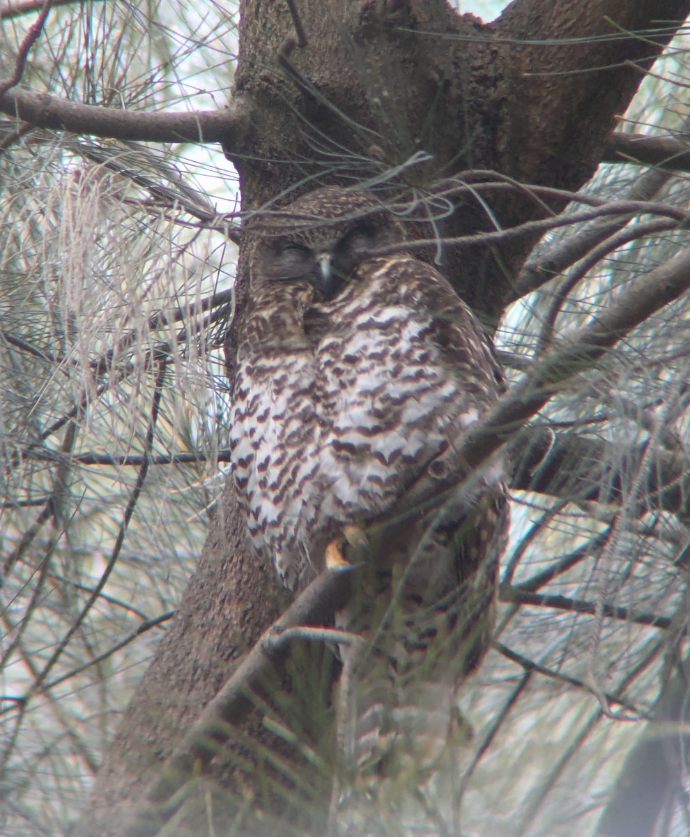Powerful Owl - ML640652051