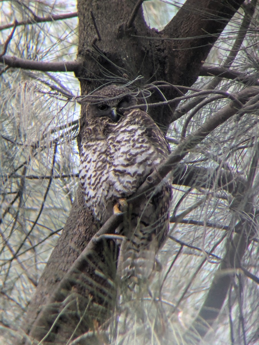Powerful Owl - ML640652052