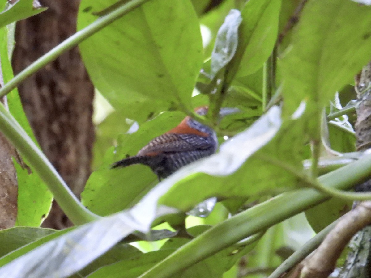 Riverside Wren - ML640652062