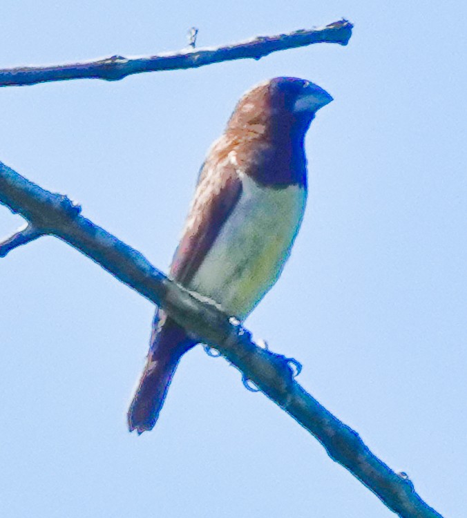 Javan Munia - ML640652162