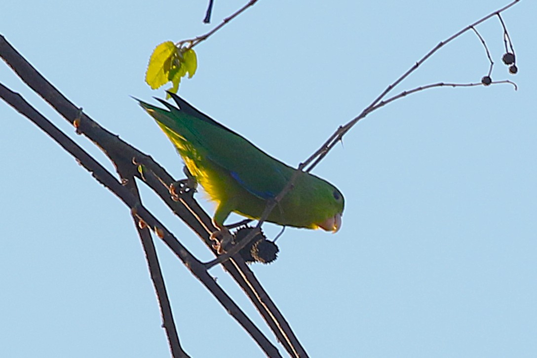 Riparian Parrotlet - ML640652182