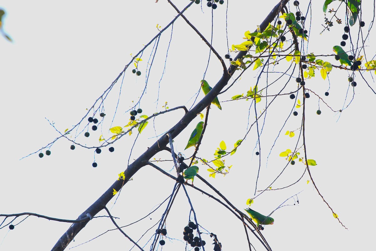 Riparian Parrotlet - ML640652188