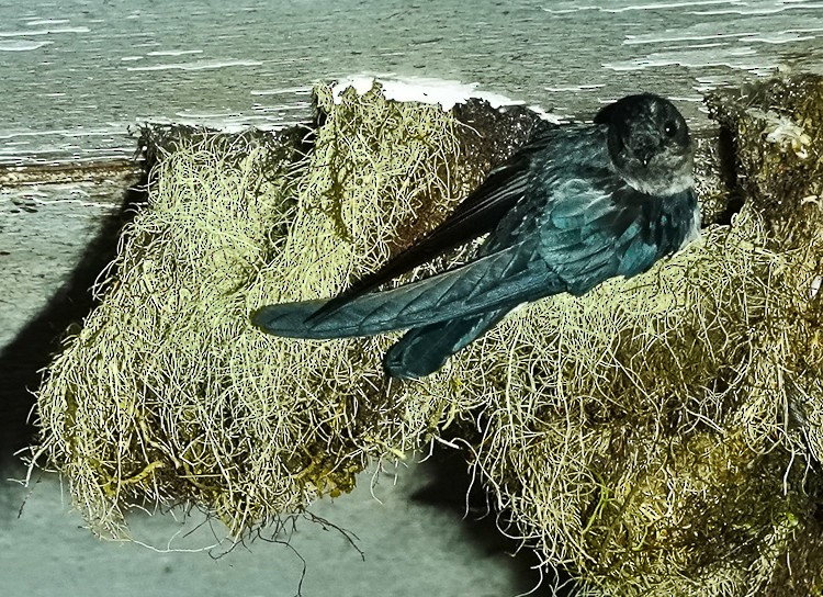 salangana sumbawanská - ML640652207