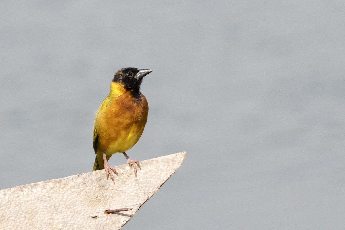 Black-headed Weaver - ML640652208