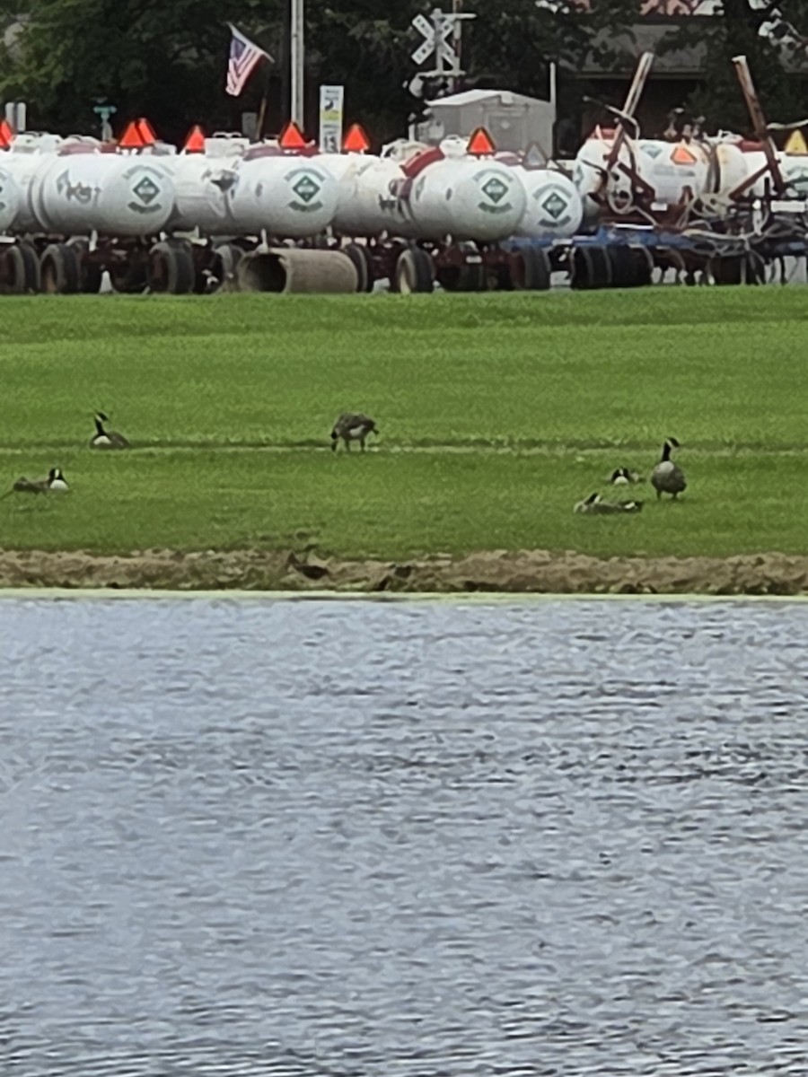 Canada Goose - ML640652258