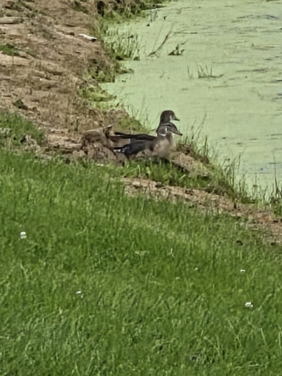 Wood Duck - ML640652261