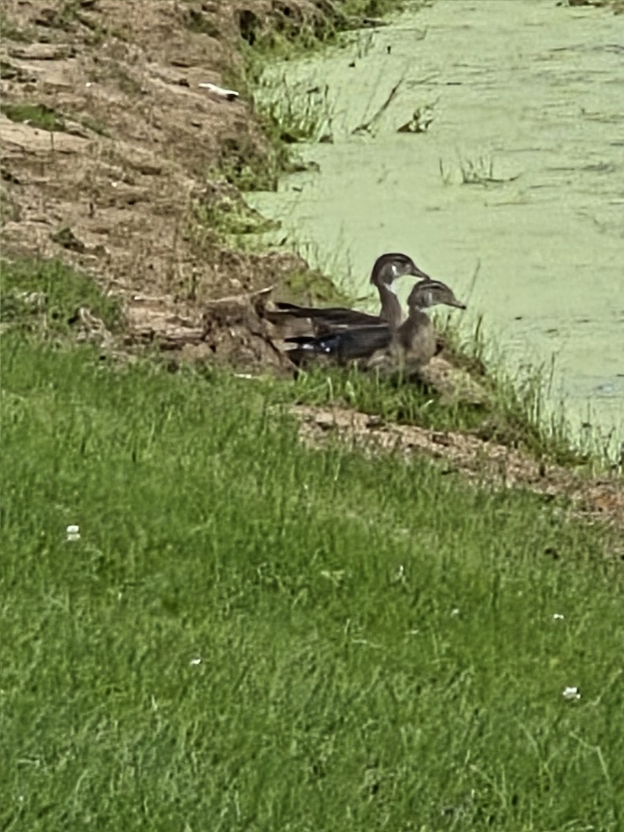 Canard branchu - ML640652262