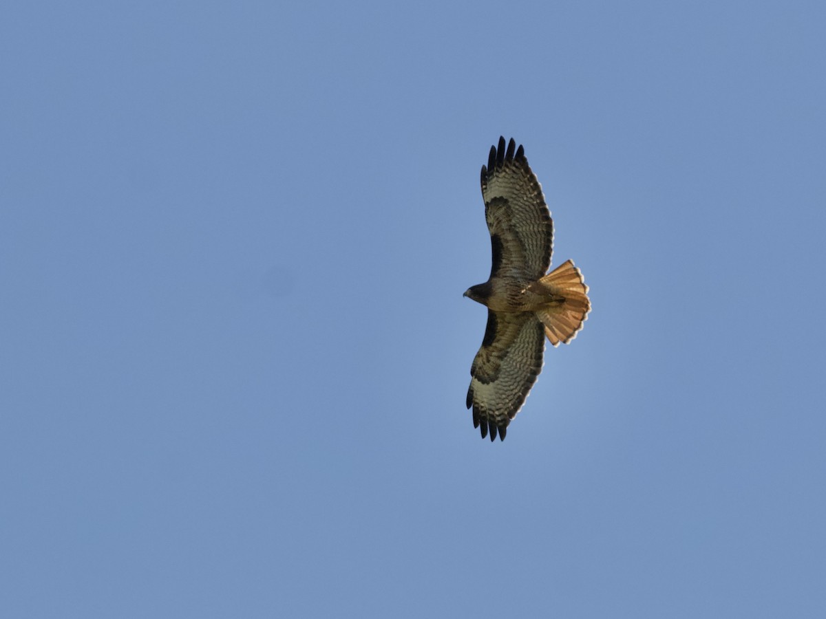 Red-tailed Hawk - ML640652307
