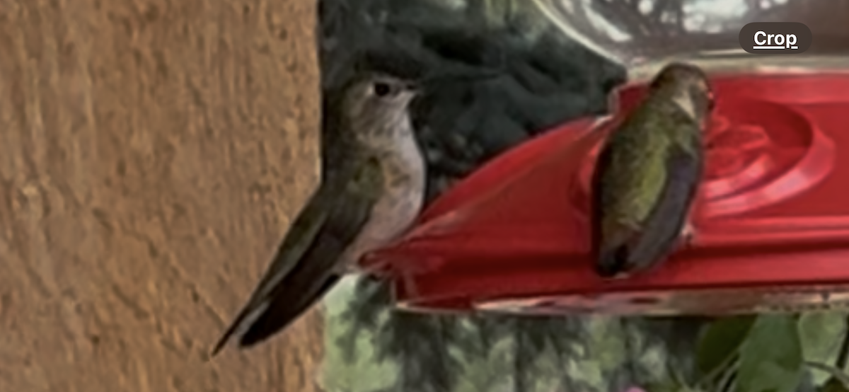 Broad-tailed Hummingbird - ML640652316