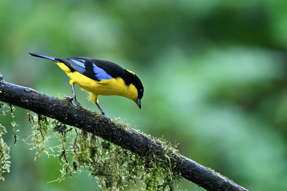 Blue-winged Mountain Tanager - ML640652317