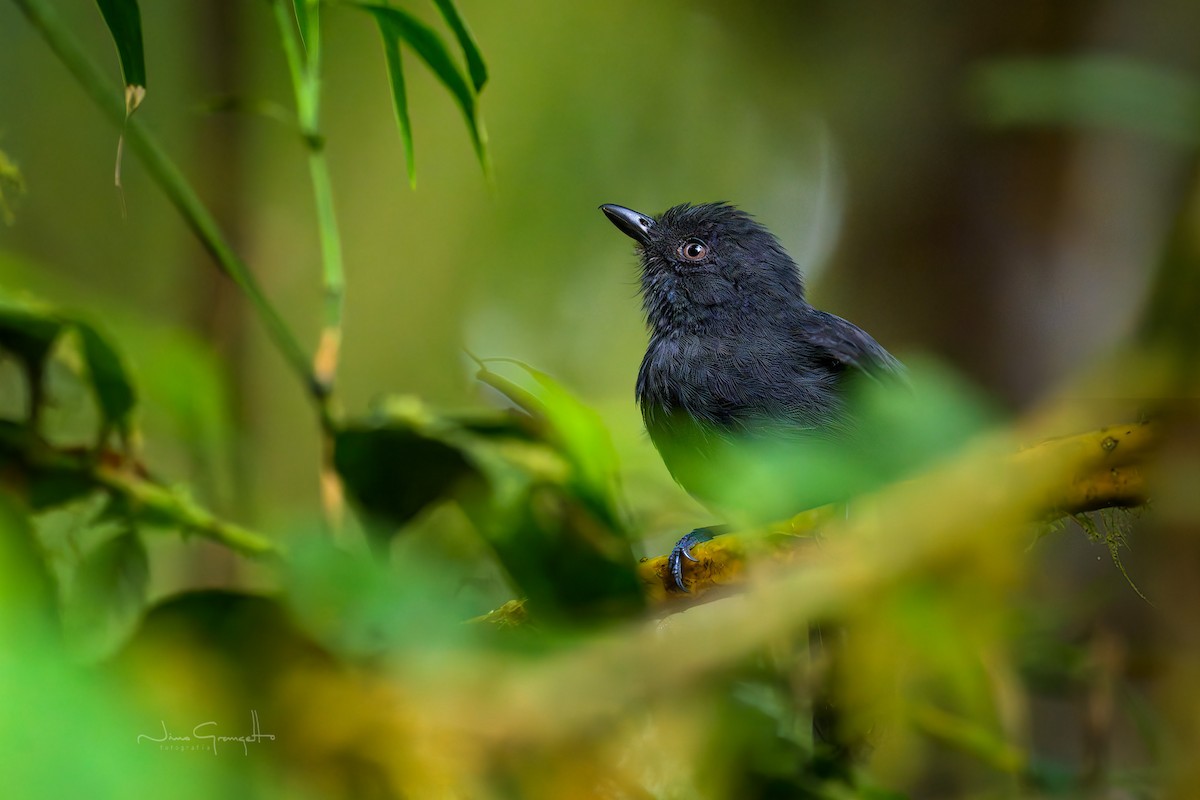 Uniform Antshrike - ML640652339