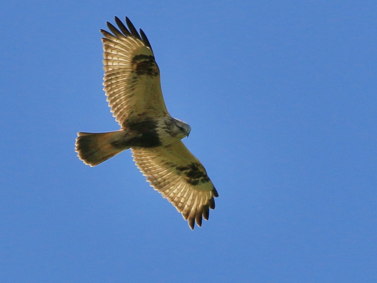 Rough-legged Hawk - ML640652340