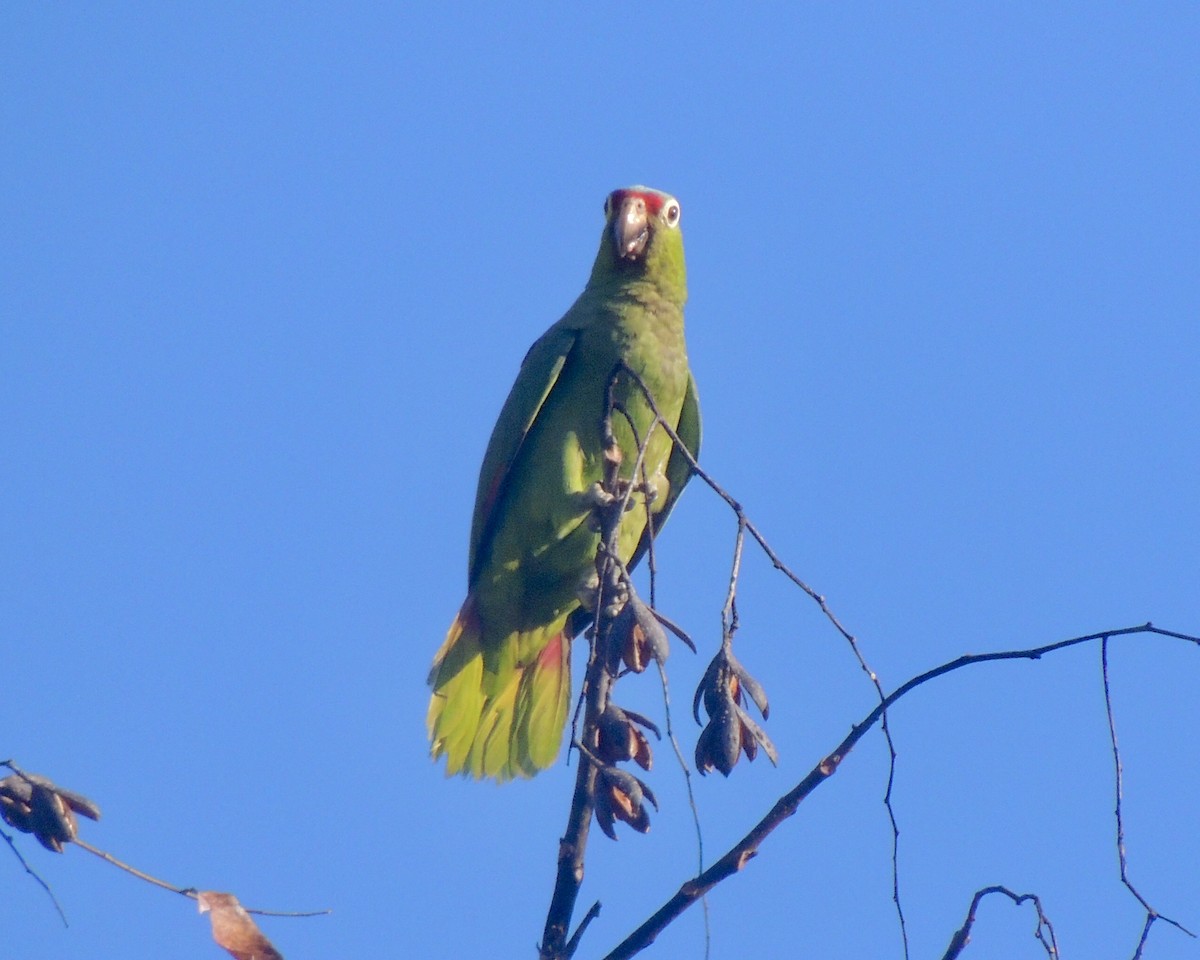 Red-lored Amazon - ML640652357