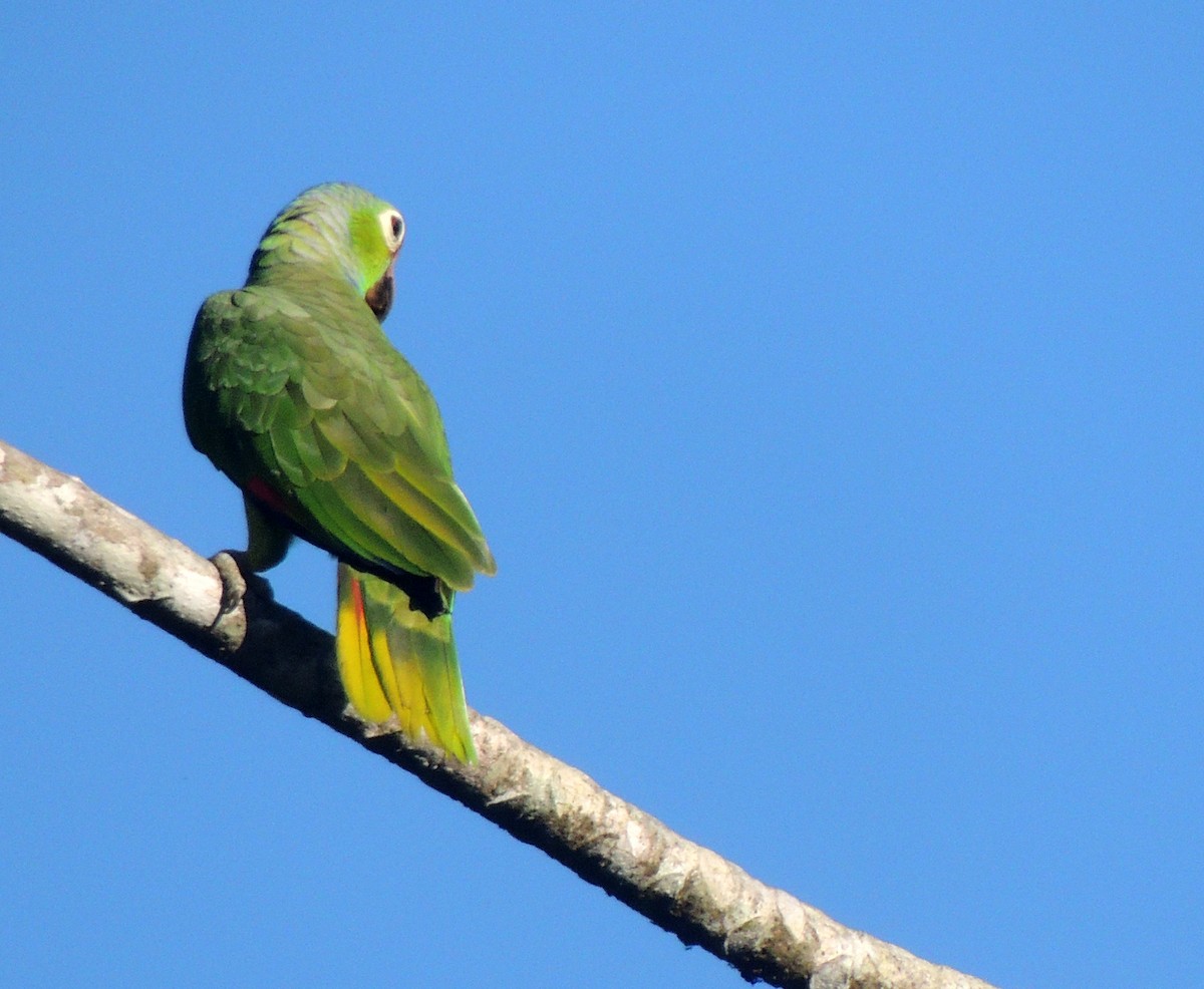 Red-lored Amazon - ML640652359