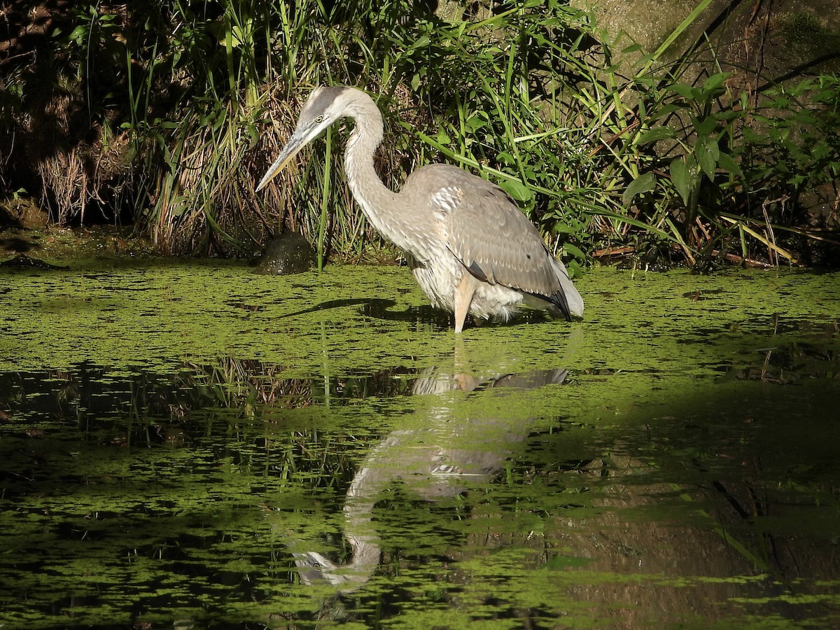 Great Blue Heron - ML640652425