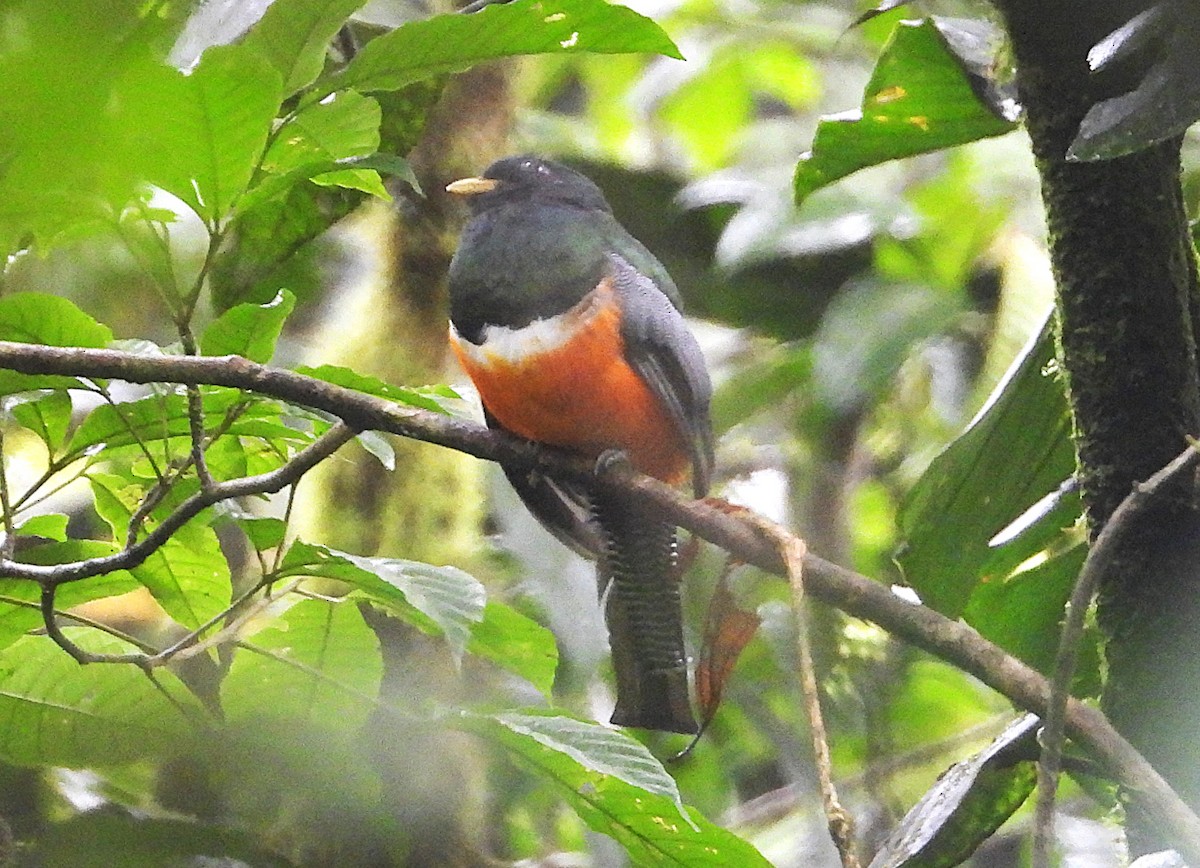 Collared Trogon (Orange-bellied) - ML640652429