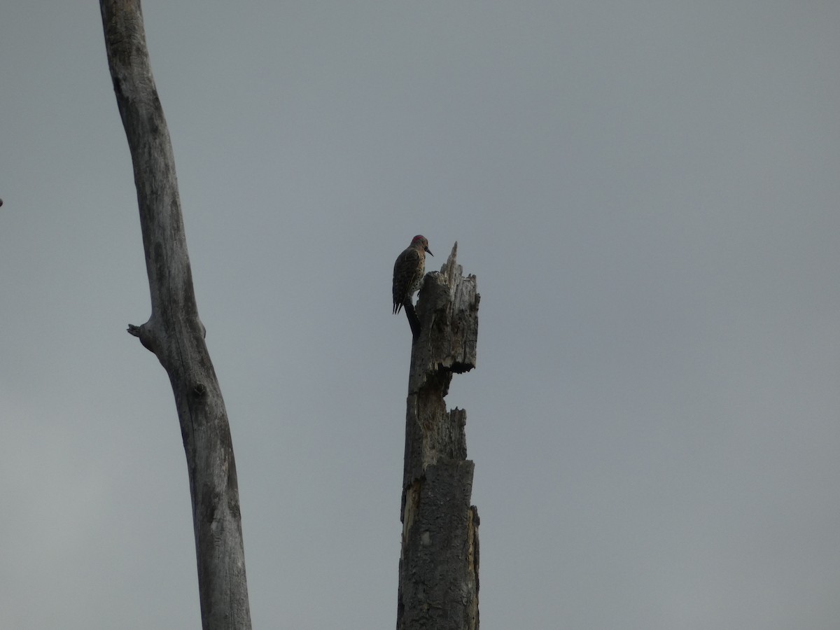 Northern Flicker - ML640652490