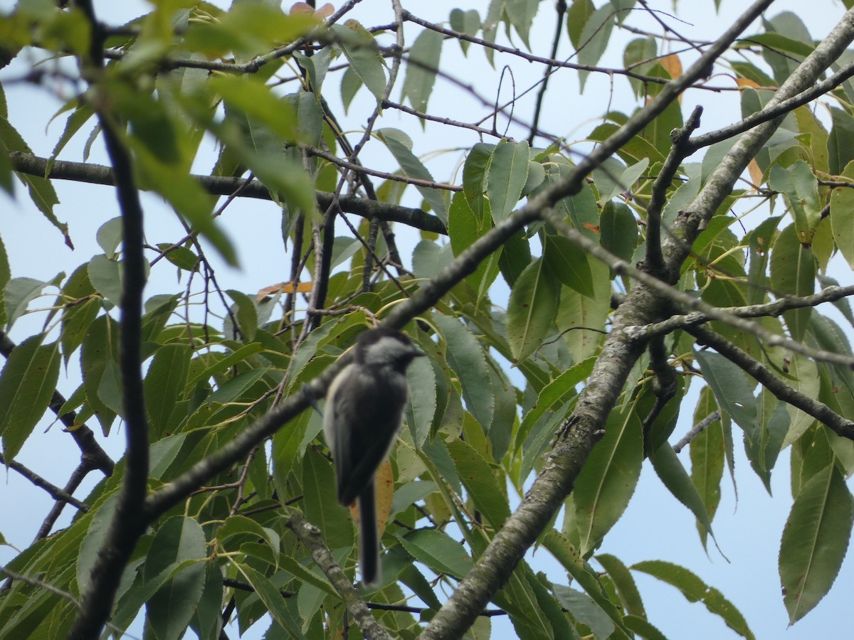 Black-capped Chickadee - ML640652491