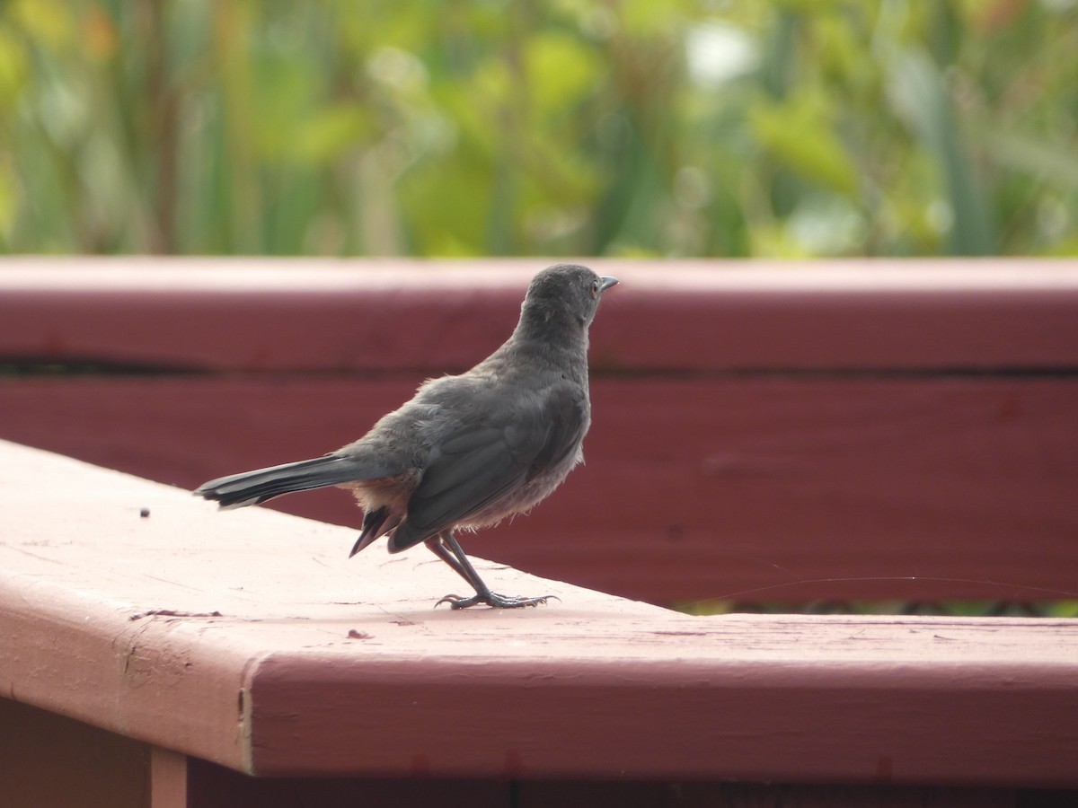 Gray Catbird - ML640652493