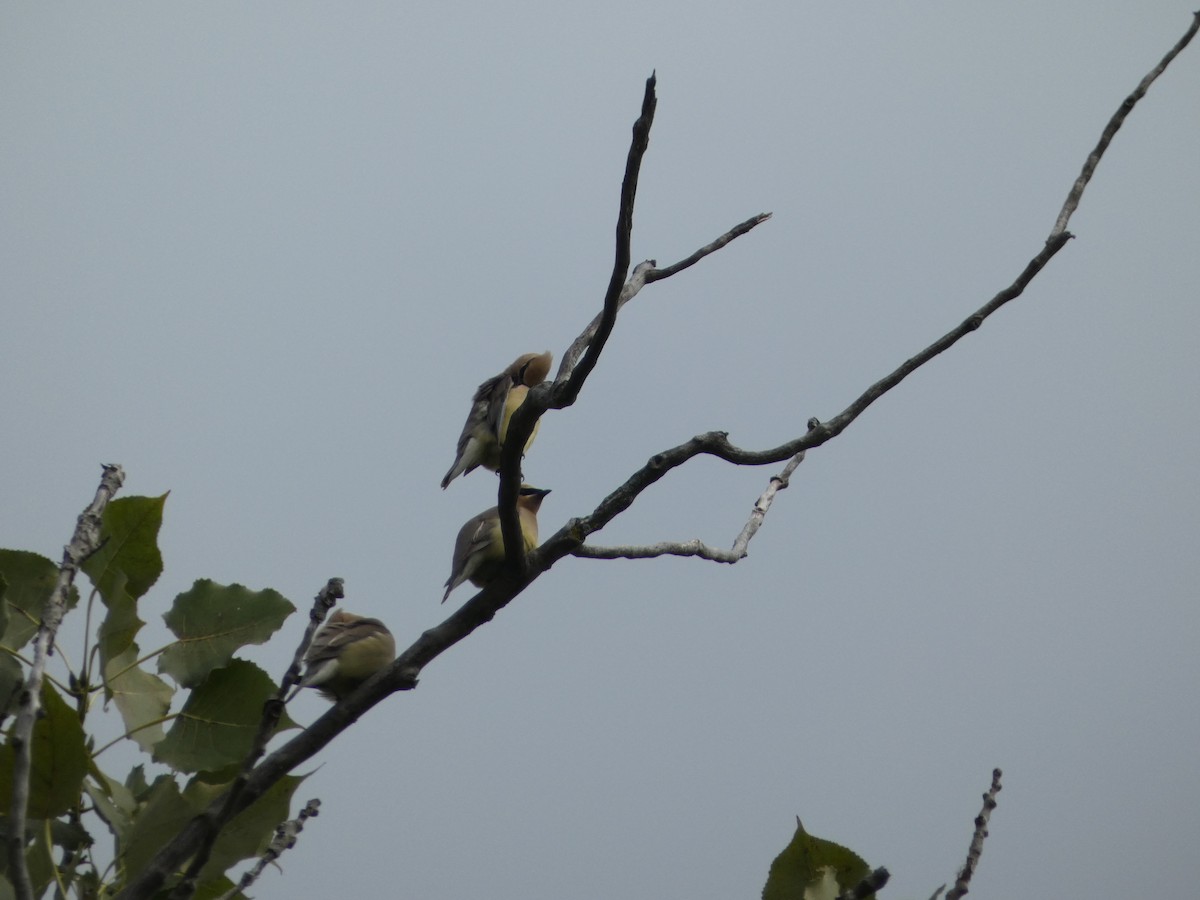 Cedar Waxwing - ML640652507