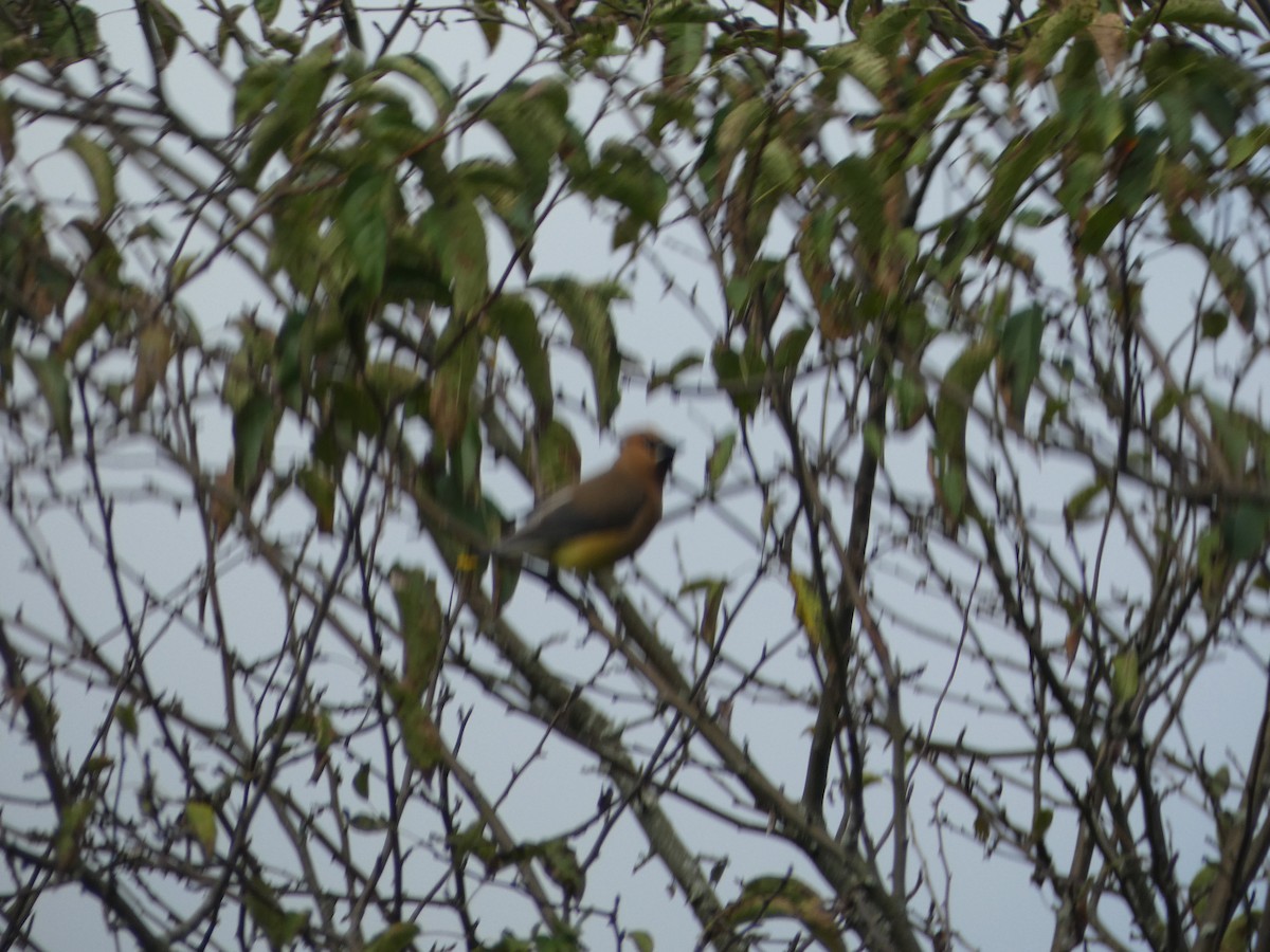 Cedar Waxwing - ML640652508