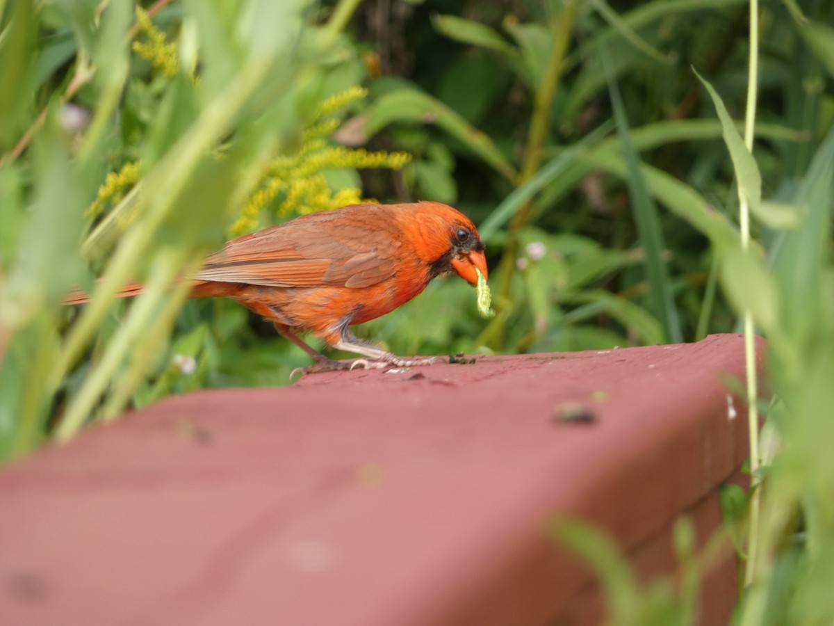 Northern Cardinal - ML640652510