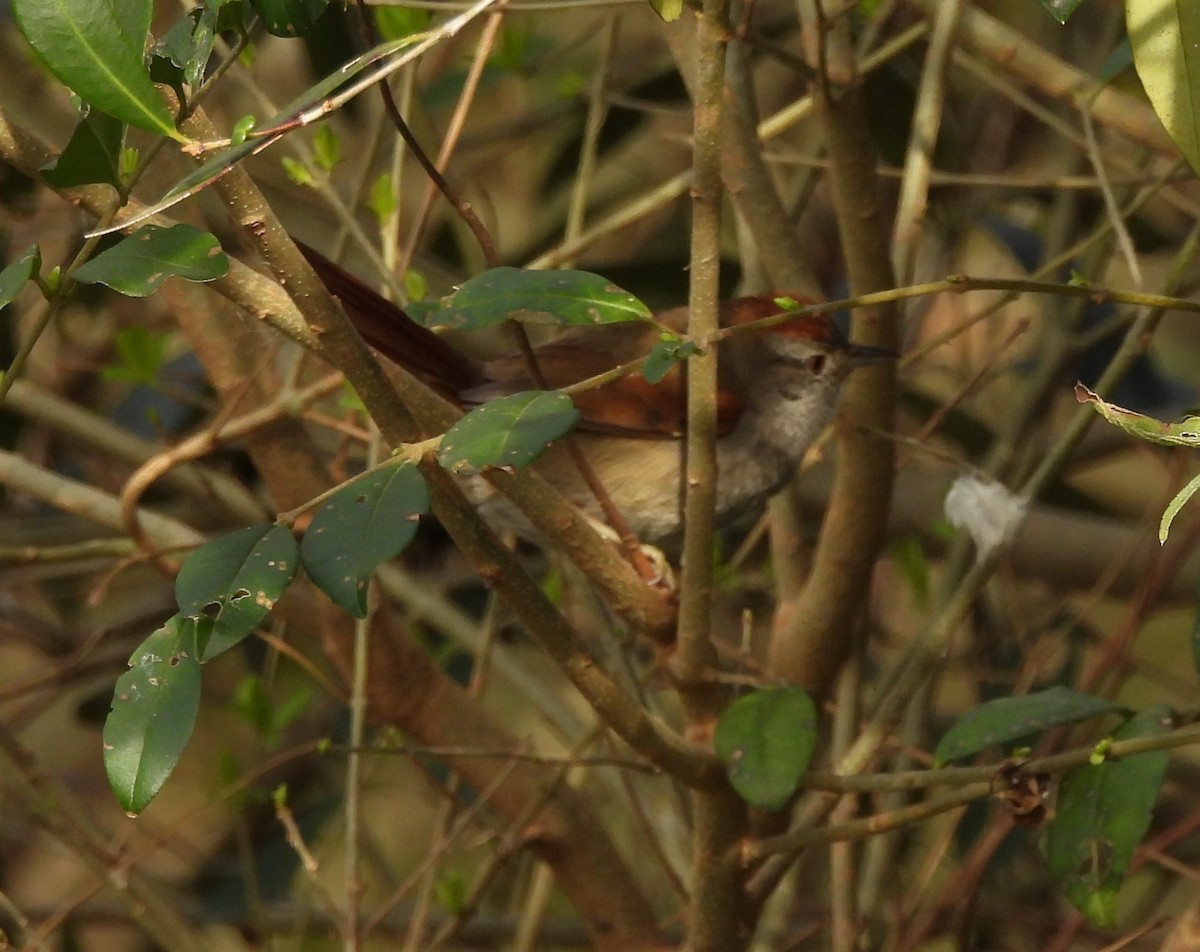 Sooty-fronted Spinetail - ML640652660