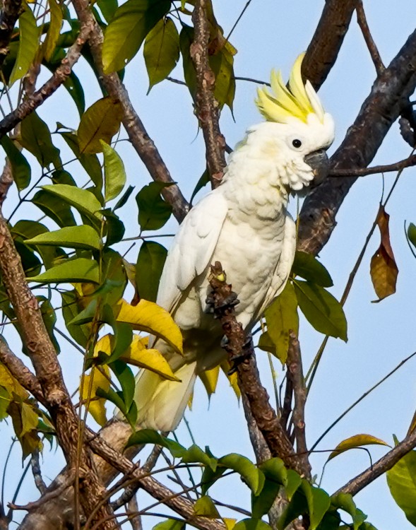 Yellow-crested Cockatoo - ML640652720