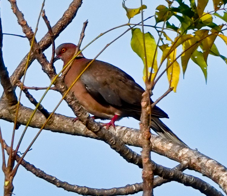 Sunda Collared-Dove - ML640652734