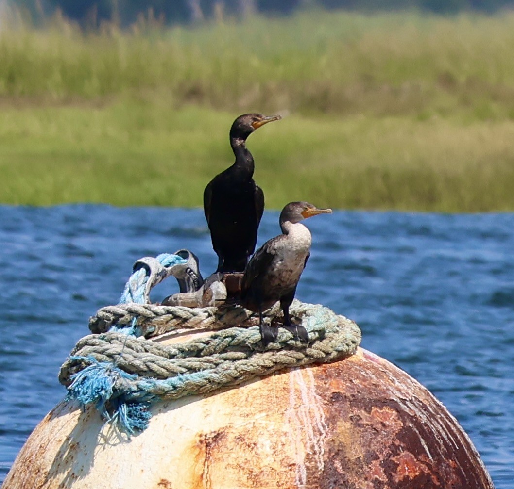 Double-crested Cormorant - ML640652822