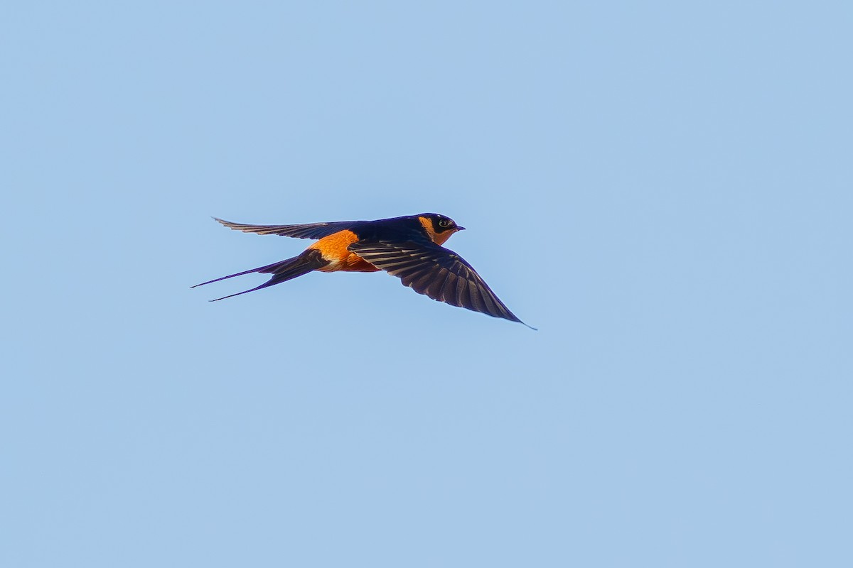 Rufous-chested Swallow - ML640652868