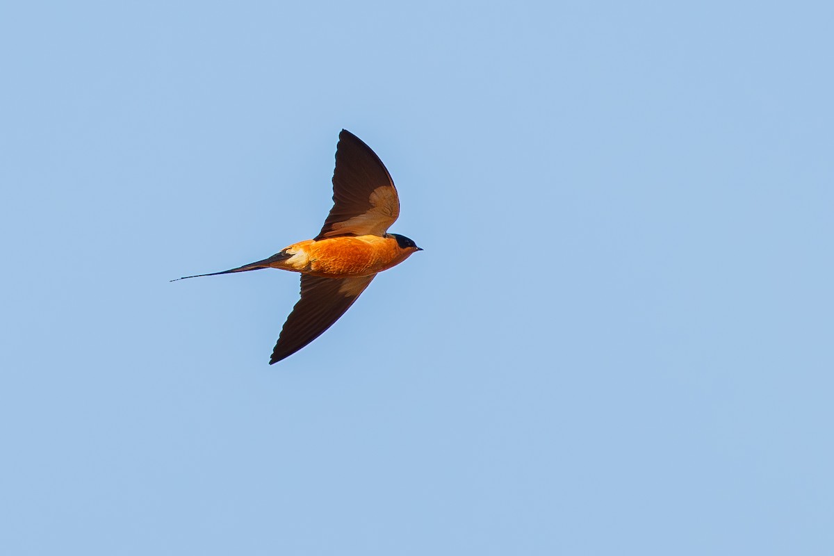 Rufous-chested Swallow - ML640652869