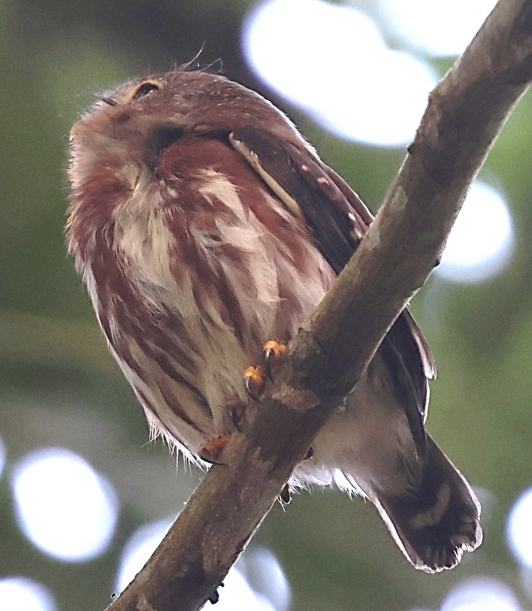 Least Pygmy-Owl - ML640652947