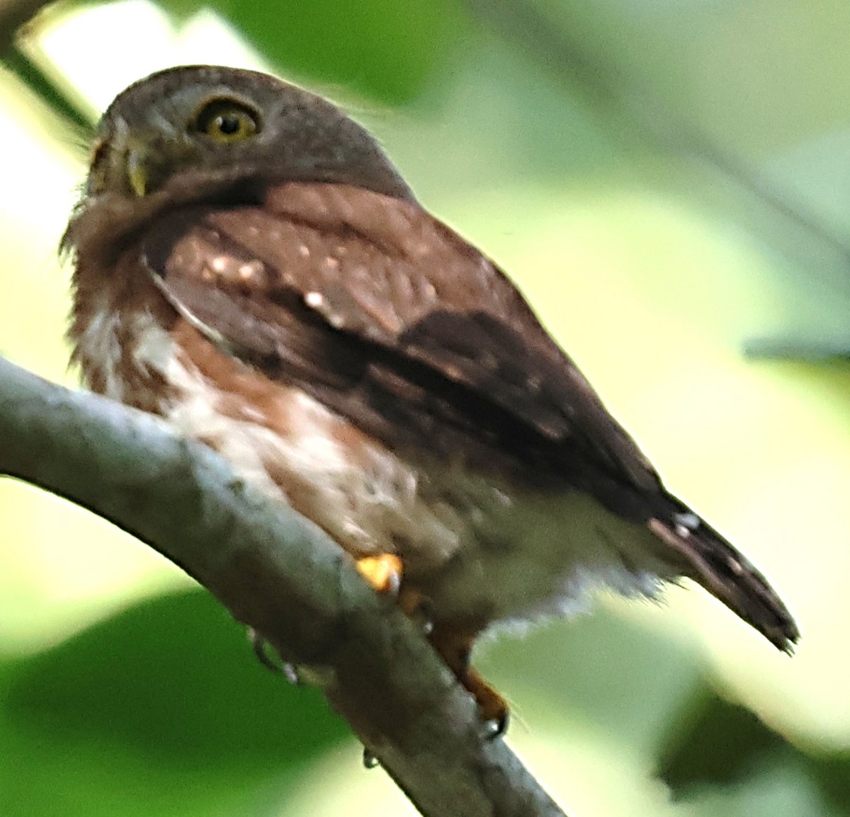 Least Pygmy-Owl - ML640652952