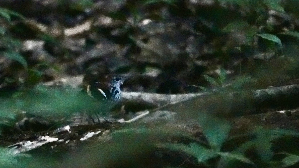 Banded Antbird - ML640653014