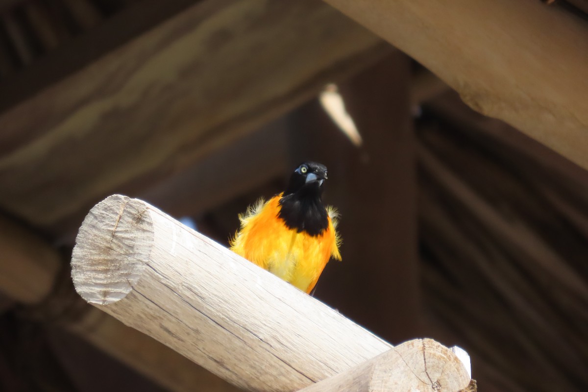 Venezuelan Troupial - ML640653100