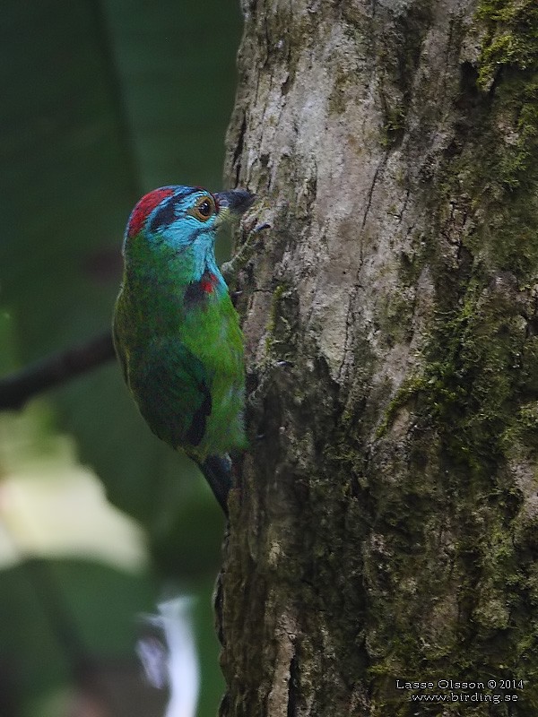 Blue-throated Barbet - ML640653161