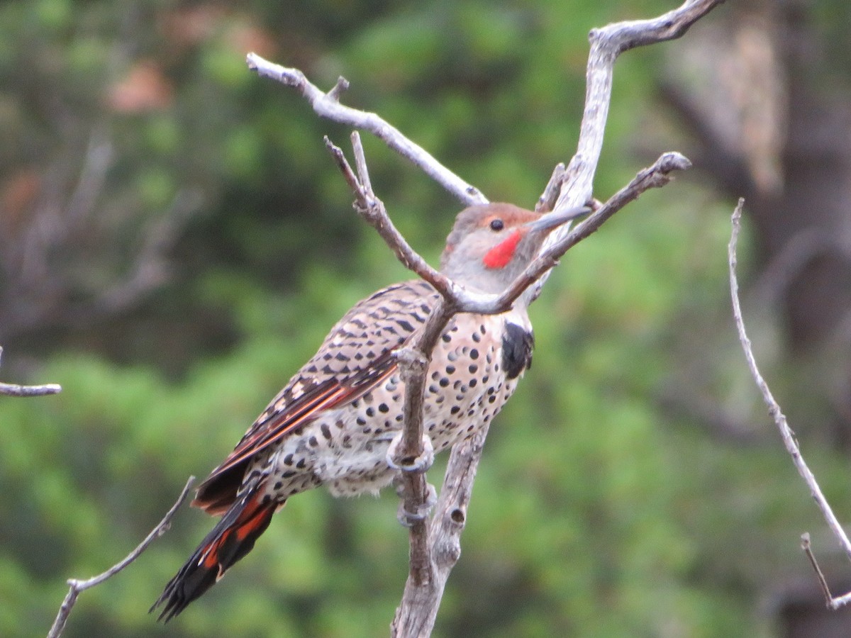 Northern Flicker - ML640653163