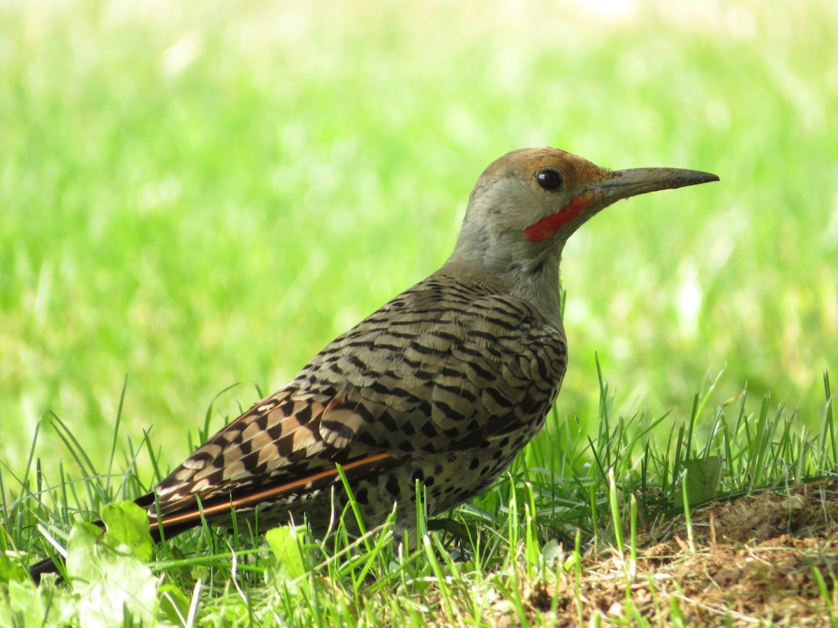 Northern Flicker - ML640653164