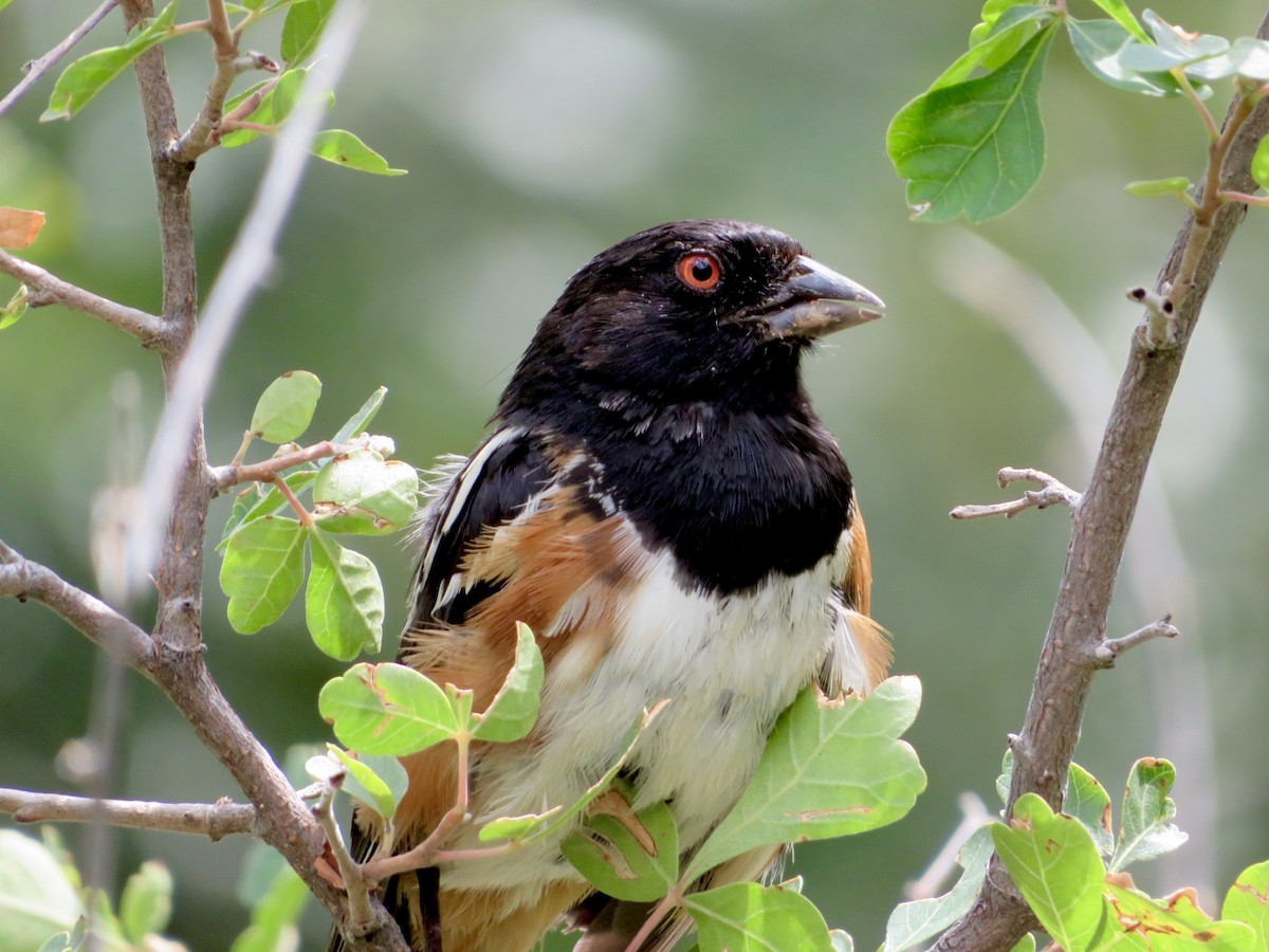 Spotted Towhee - ML640653182