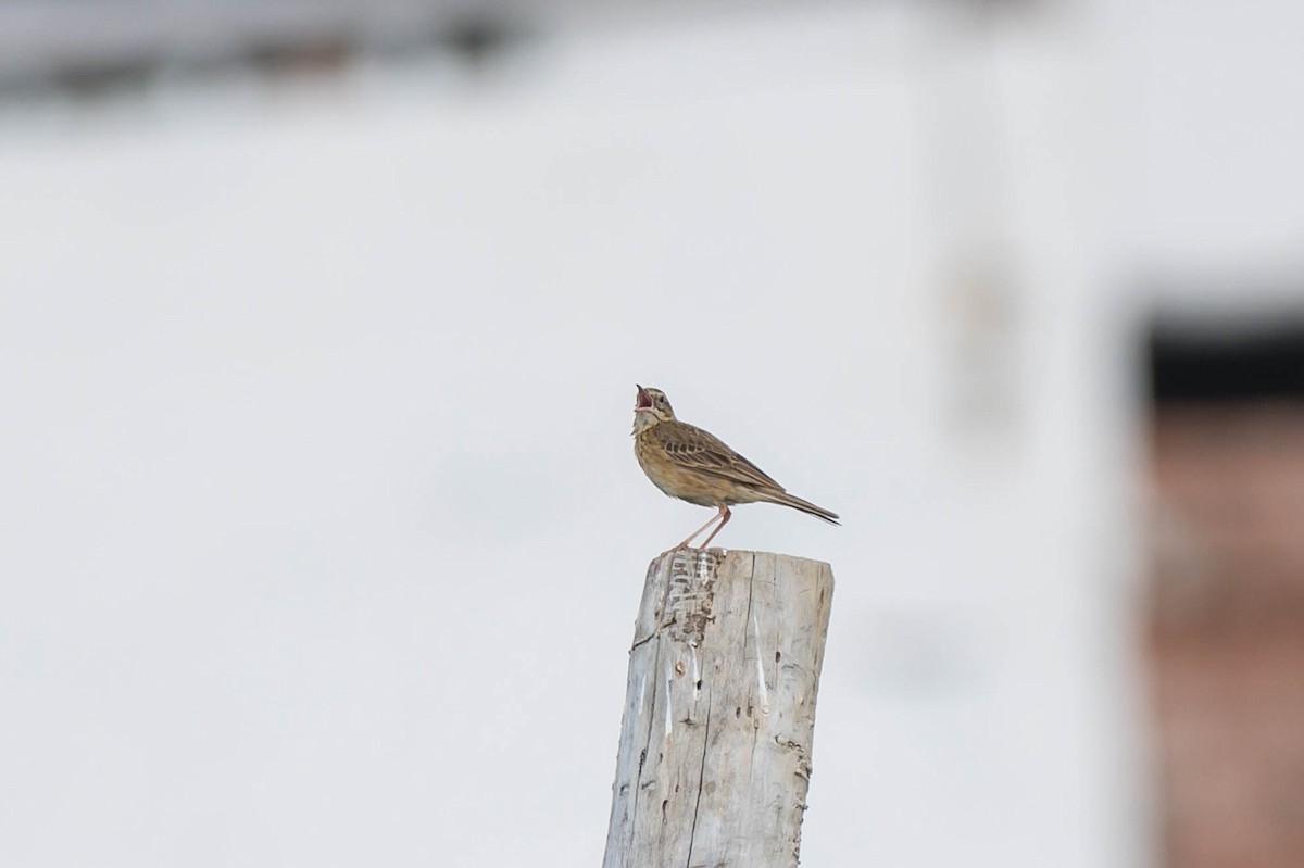 Richard's Pipit - ML640653192
