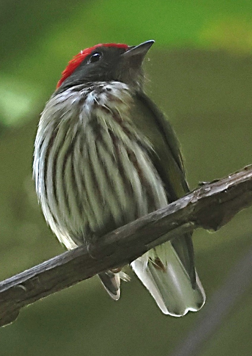 Kinglet Manakin - ML640653194