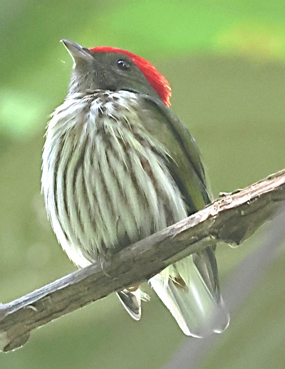 Kinglet Manakin - ML640653199