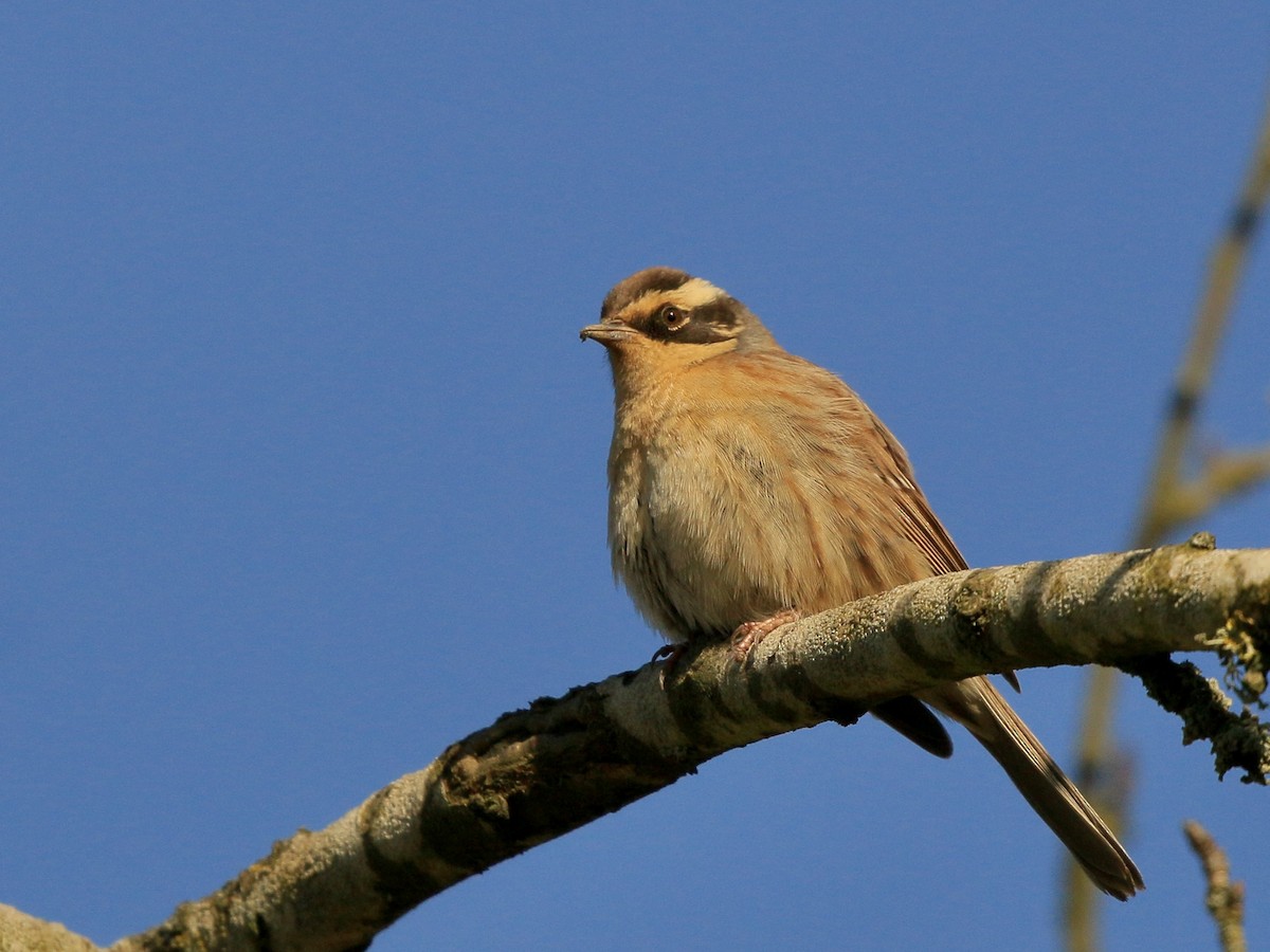 Acentor Siberiano - ML640653223
