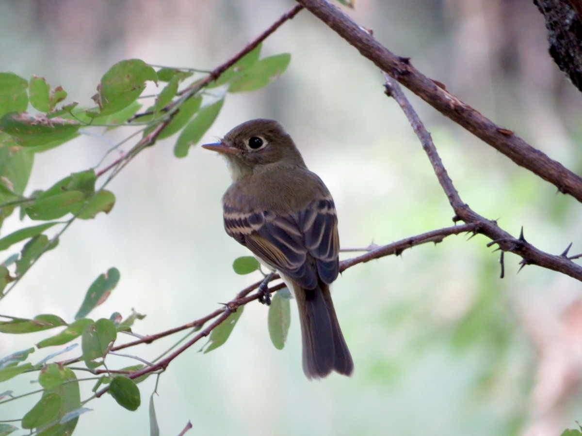 Western Flycatcher - ML640653234