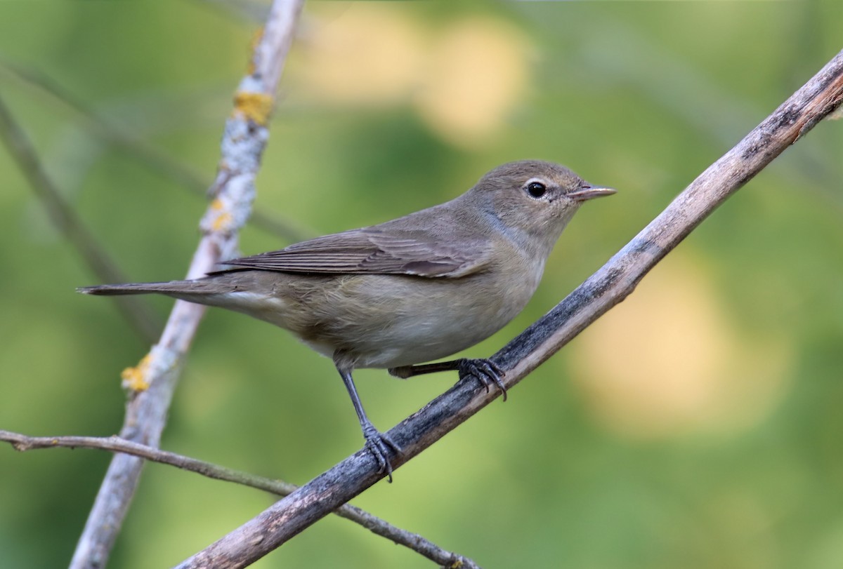 pěnice slavíková - ML640653253