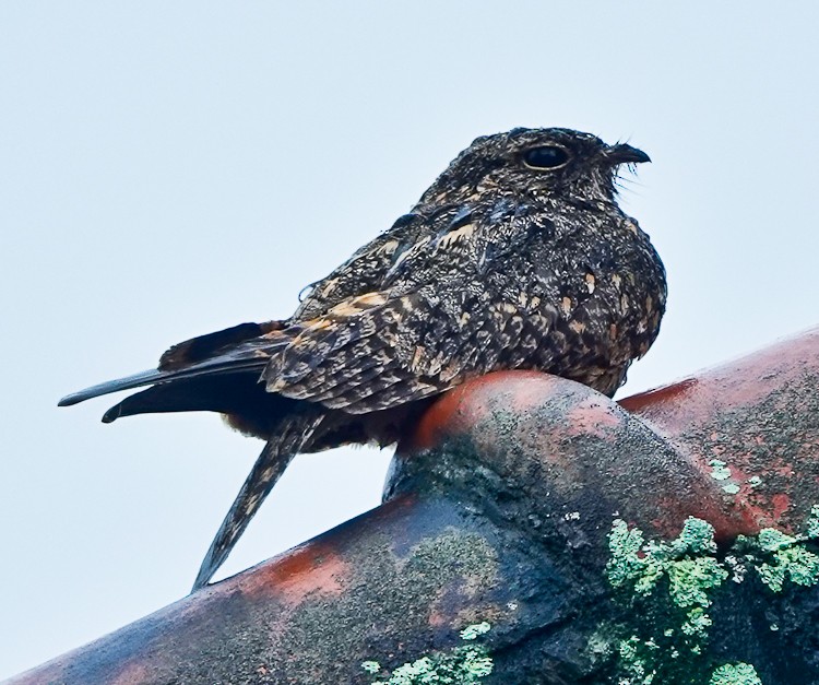 Savanna Nightjar (Sunda) - ML640653261