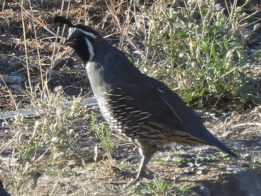 California Quail - ML640653288