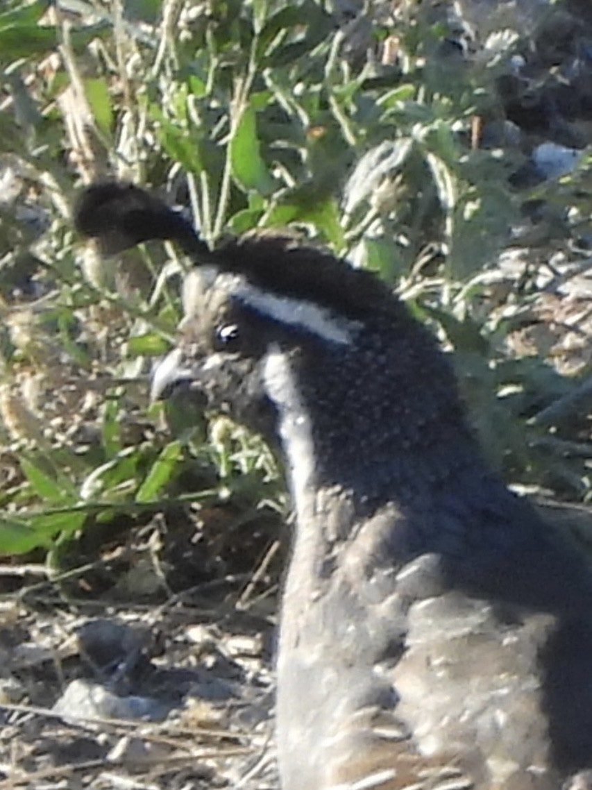 California Quail - ML640653289