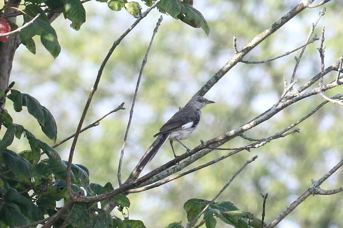sangspottefugl - ML640653293